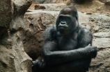 发现了一种新物种金刚猩猩，你知道吗？