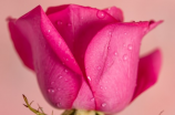 惊人之美！全球最美的粉玫瑰图片合集