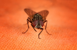 飞蚊症究竟是什么?有什么治疗方法吗?