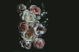 白玫瑰花语(白玫瑰花语：真诚、纯洁和美好)
