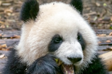 大熊猫的天敌是谁？探秘大熊猫的自然敌人