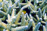 迷人的珊瑚虫世界