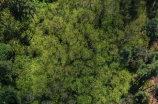 【必看】杉树图片，领略大自然的魅力！