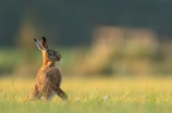 超级兔子：可爱又神奇的生物